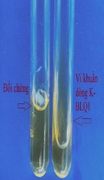 Khả năng phát triển trong điều kiện kỵ khí Thủy giải gelatinase Thủy phân 12