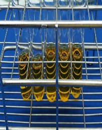 Khả năng phát triển trong điều kiện kỵ khí Thủy giải gelatinase Thủy phân 13