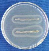 Thủy phân casein Thủy phân Tween 80 Thủy phân tinh bột 1 5 Hình ảnh mẫu cây giao 14