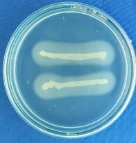 Thủy phân casein Thủy phân Tween 80 Thủy phân tinh bột 1 5 Hình ảnh mẫu cây giao 15