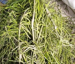 Mẫu Cây giao tươi Mẫu sau khi sấy khô Mẫu bột cây giao Chiết cao phân đoạn Cô 17