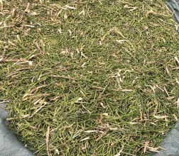 Mẫu Cây giao tươi Mẫu sau khi sấy khô Mẫu bột cây giao Chiết cao phân đoạn Cô 18