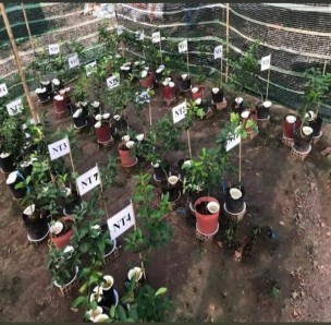 Bố trí TN trong nhà lưới Tạo vết thương nhân tạo Ủ 24 giờ Triệu chứng 22