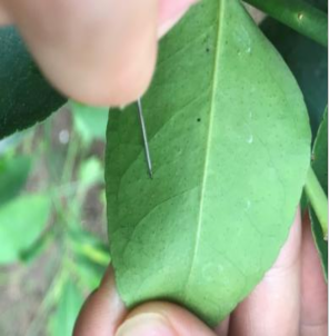 Bố trí TN trong nhà lưới Tạo vết thương nhân tạo Ủ 24 giờ Triệu chứng 23