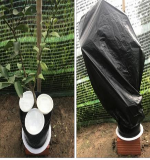 Ủ 24 giờ Triệu chứng bệnh sau 3 ngày chủng Chọn vết bệnh và cố định bằng 24