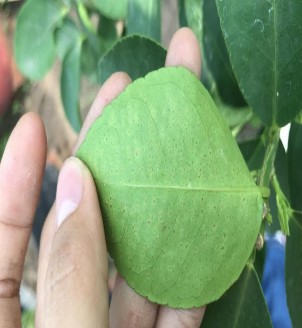 Ủ 24 giờ Triệu chứng bệnh sau 3 ngày chủng Chọn vết bệnh và cố định bằng 25