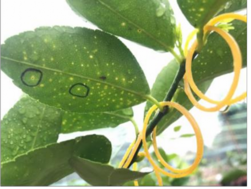 Chọn vết bệnh và cố định bằng dây thun Đo kích thước vết bệnh 26