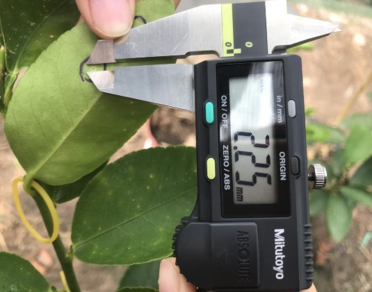 Đo kích thước vết bệnh 27