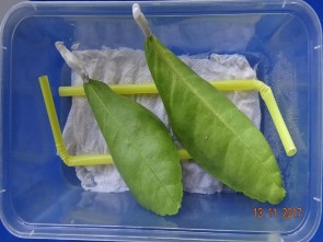 Chủng bệnh trên lá Chủng bệnh trên cành Chủng bệnh trên quả 1 4 Hình ảnh 3