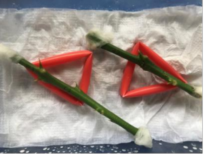 Chủng bệnh trên lá Chủng bệnh trên cành Chủng bệnh trên quả 1 4 Hình ảnh 4