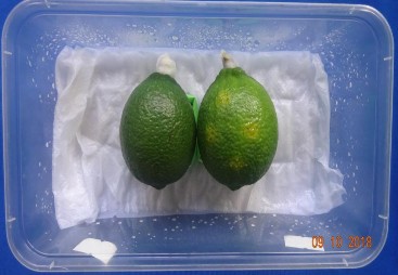 Chủng bệnh trên quả 1 4 Hình ảnh khảo sát đặc điểm sinh hóa của các MPL 5