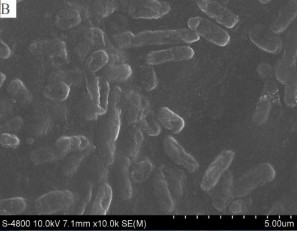 Nhuộm Gram Chụp SEM Thử nghiệm catalase Thử nghiệm oxidase Thử nghiệm KOH 3 Khả 7
