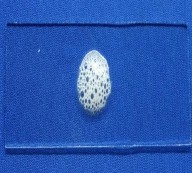 Thử nghiệm catalase Thử nghiệm oxidase Thử nghiệm KOH 3 Khả năng phát triển 8