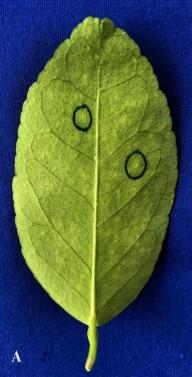 Cao EA 0 25 Cao EA 0 5 Cao EA 0 75 Cao EA 1 0 Đối chứng Đc không chủng vi 1