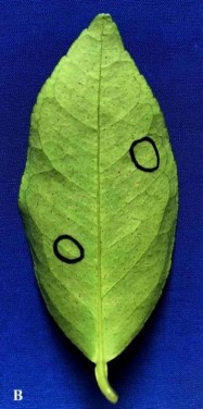 Cao EA 0 25 Cao EA 0 5 Cao EA 0 75 Cao EA 1 0 Đối chứng Đc không chủng vi 2