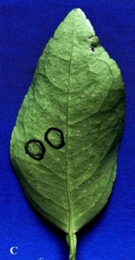 Cao EA 0 25 Cao EA 0 5 Cao EA 0 75 Cao EA 1 0 Đối chứng Đc không chủng vi 3