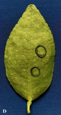 Cao EA 1 0 Đối chứng Đc không chủng vi khuẩn PHỤ LỤC 2 KẾT QUẢ PHÂN LẬP 4