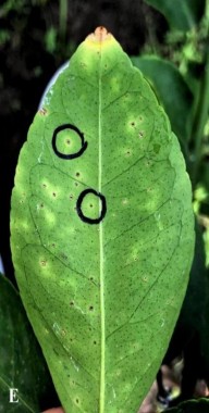 Cao EA 1 0 Đối chứng Đc không chủng vi khuẩn PHỤ LỤC 2 KẾT QUẢ PHÂN LẬP 5