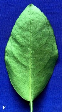 Cao EA 1 0 Đối chứng Đc không chủng vi khuẩn PHỤ LỤC 2 KẾT QUẢ PHÂN LẬP 6