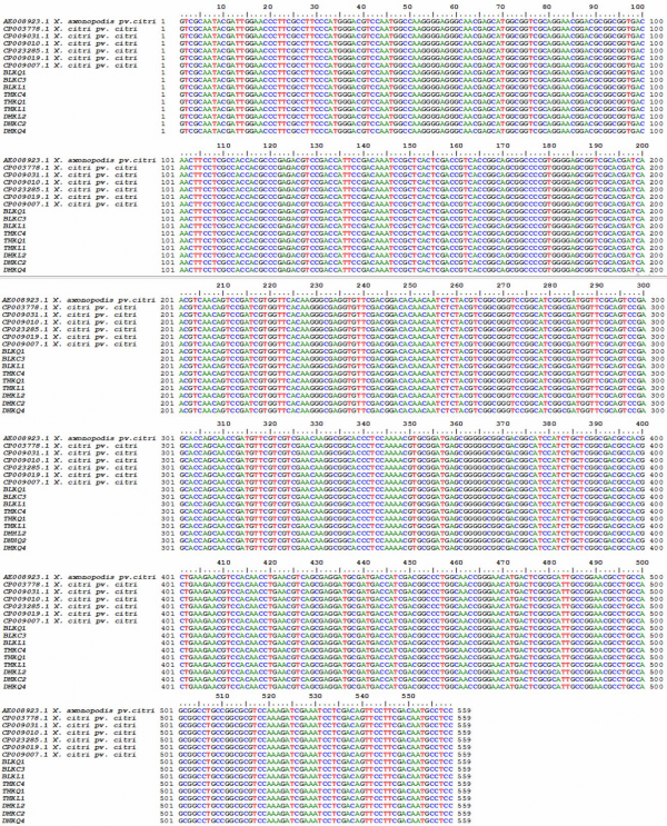 Hình 3 1 Kết quả align trình tự vùng gene hrp W của 9MPL với trình tự vùng gene 1