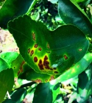 Hình 1 4 Triệu chứng bệnh loét do vi khuẩn X axonopodis pv citri trên cây chanh A 3