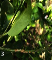 Hình 1 4 Triệu chứng bệnh loét do vi khuẩn X axonopodis pv citri trên cây chanh A 4