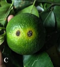 Hình 1 4 Triệu chứng bệnh loét do vi khuẩn X axonopodis pv citri trên cây chanh A 5