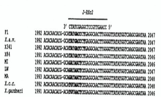 Hình 1 7 Trình tự vùng ITS được thiết kế bởi mồi J RXc 2 của X axonopodis pv 1