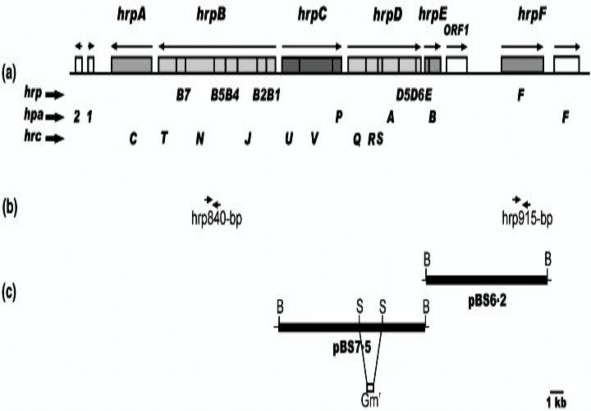 Hình 1 8 Cụm gene hrp của X axonopodis pv citri Nguồn Dunger và ctv 2005 Trên vi 2