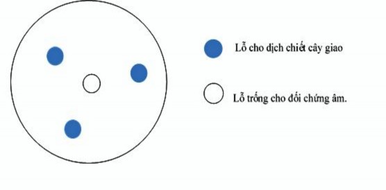 Hình 2 1 Cách bố trí thí nghiệm đục lỗ thạch trên đĩa petri Khả năng ức 1