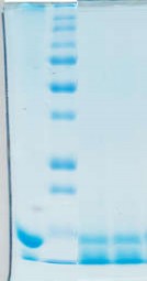 250 kDa 100 kDa 75 kDa 50 37 kDa 25 kDa 15 kDa 1 2 3 4 Hình 3 24 Hình ảnh điện di dịch 26