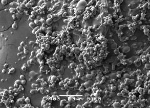 a b Hình 3 27 Mẫu sau khi sấy được chụp bằng kính hiển vi điện tử SEM a 3