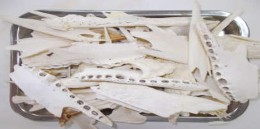 Hình 1 1 Xương cá sấu đã loại tủy chất béo và thịt Nguồn Công ty TNHH cá 1