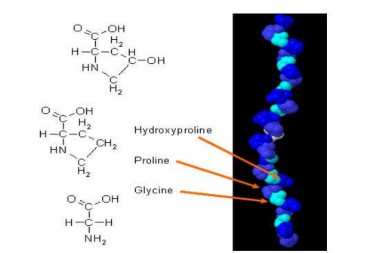 Hình 1 2 Cấu trúc của collagen Nguồn Silvipriya và ctv 2015 Collagen loại I phổ 2