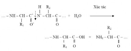 Hình 1 4 Phản ứng phân cắt mạch peptide Như vậy sản phẩm thủy phân của 5