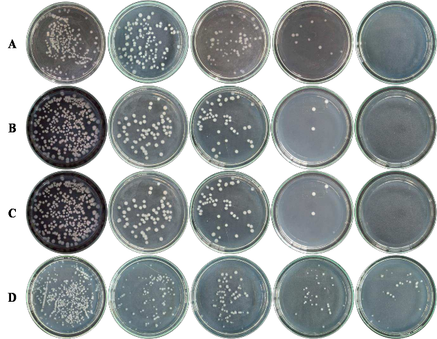 0 phút 30 phút 60 phút 90 phút 120 phút Hình 3 14 Khuẩn lạc của các chủng vi khuẩn 1