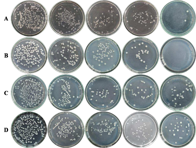 0 phút 30 phút 60 phút 90 phút 120 phút Hình 3 15 Khuẩn lạc của các chủng vi khuẩn 2