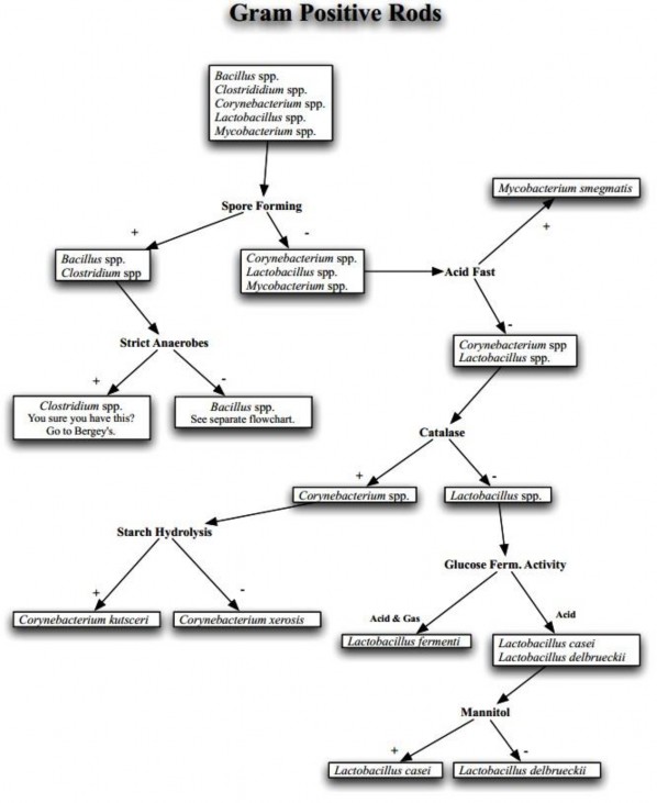 Sơ đồ phân loại vi khuẩn Bacillus spp 1