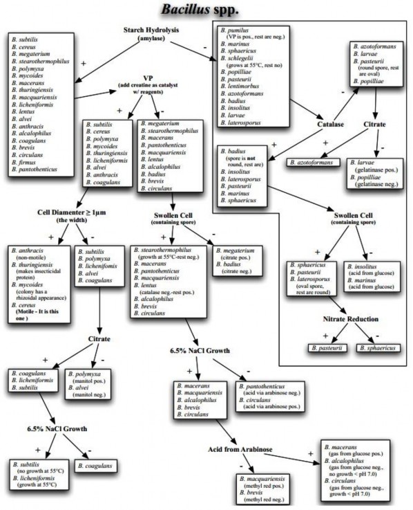 Sinh hóa định danh vi khuẩn của Bergey Sơ đồ phân loại vi khuẩn Bacillus spp 2