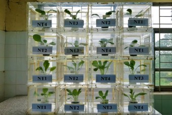 Hình 8 Bố trí thí nghiệm đánh giá hiệu quả các dòng vi khuẩn Bacillus 1