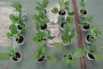 Hình 8 Bố trí thí nghiệm đánh giá hiệu quả các dòng vi khuẩn Bacillus 2