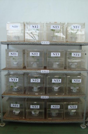 Hình 8 Bố trí thí nghiệm đánh giá hiệu quả các dòng vi khuẩn Bacillus 3