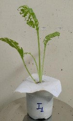 Hình 9 Sự khác biệt giữa các nghiệm thức phun chế phẩm vi khuẩn Bacillus 4