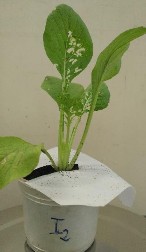 Hình 9 Sự khác biệt giữa các nghiệm thức phun chế phẩm vi khuẩn Bacillus 5