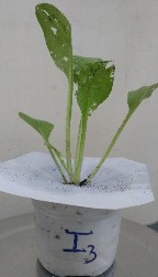 Hình 9 Sự khác biệt giữa các nghiệm thức phun chế phẩm vi khuẩn Bacillus 6