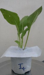 Hình 9 Sự khác biệt giữa các nghiệm thức phun chế phẩm vi khuẩn Bacillus 7