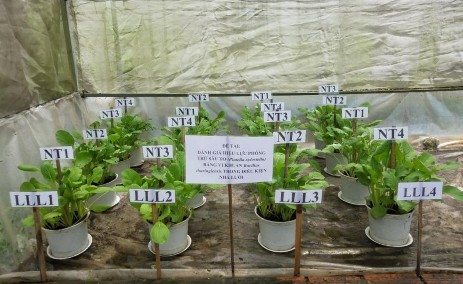 Hình 11 Thí nghiệm đánh giá hiệu quả của các dòng vi khuẩn trong điều kiện 8