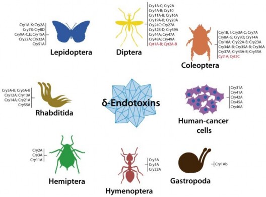 Hình 1 3 Tinh thể cry của vi khuẩn B thuringiensis ảnh hưởng đến các bộ côn 1