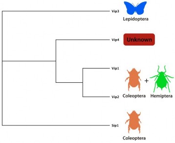 Hình 1 4 Gen mã hóa protein vip của vi khuẩn B thuringiensis gây chết các bộ côn 2