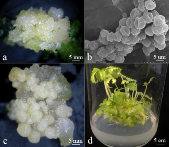 Hình 3 6 Ảnh hưởng của AgNPs lên quá trình sinh và tăng sinh phôi soma sâm Ngọc 4